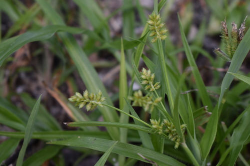 Image of Peduncled Spike Sedge (Cyperus hyalinus) by (c) Kristály Cravens-Liszak, some rights reserved (CC BY)