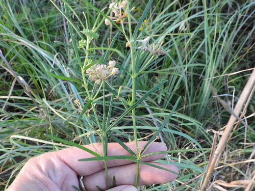 Asclepias verticillata