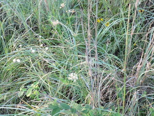 Asclepias verticillata