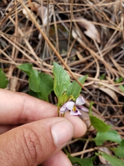 Viola cuneata