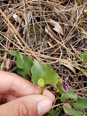 Viola cuneata
