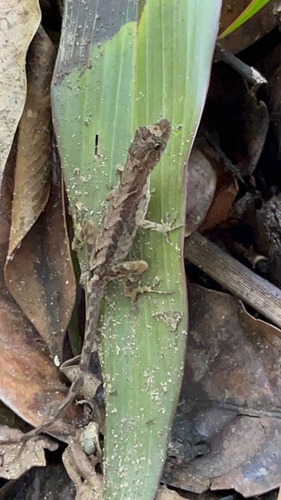 Humble Anole from Pococi, Limon, CR on June 30, 2024 at 02:20 PM by ...