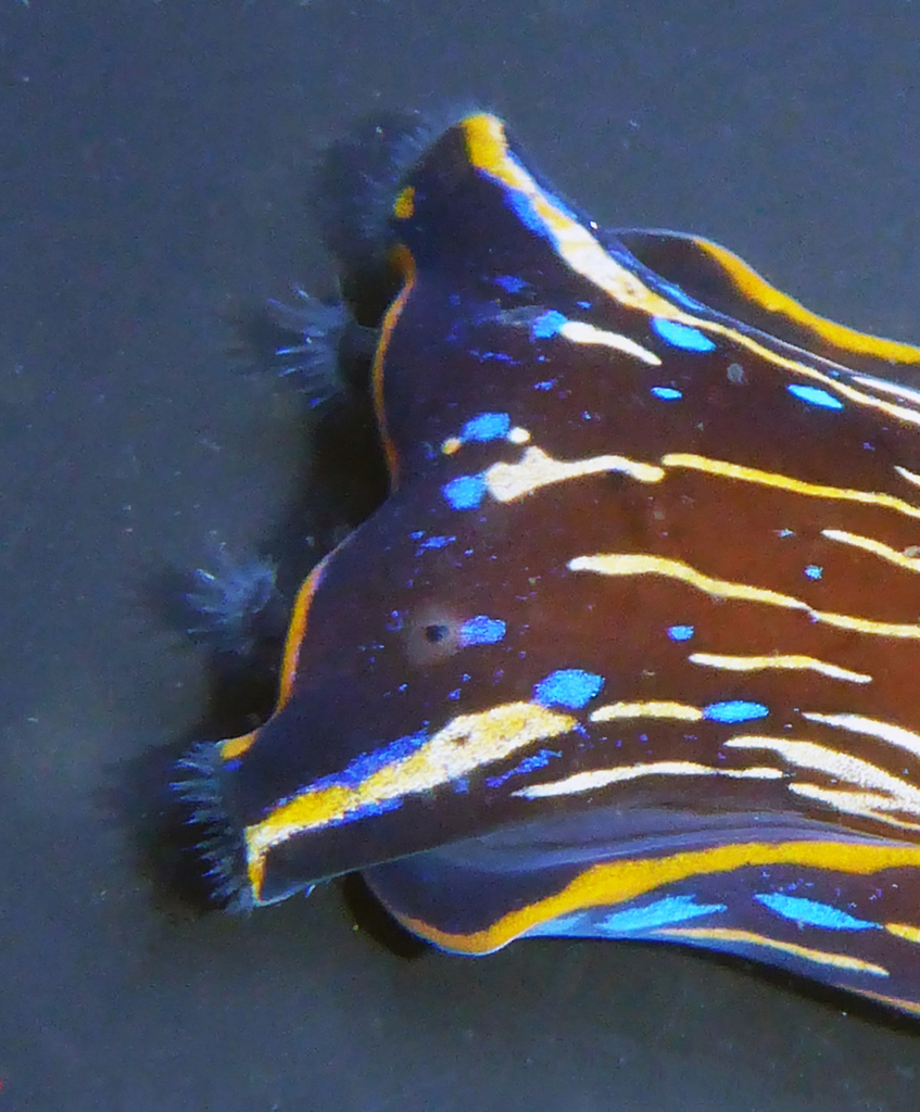 California Aglaja (Nudibranchs and Other Sea Slugs of California ...