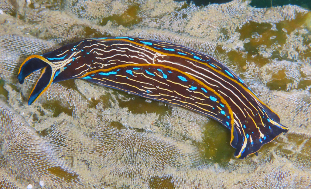 California Aglaja (Nudibranchs and Other Sea Slugs of California