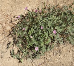 Geranium californicum
