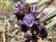 Phacelia quickii