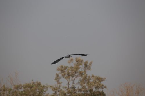 Grey Heron