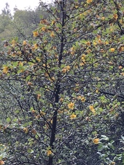 Fremontodendron californicum