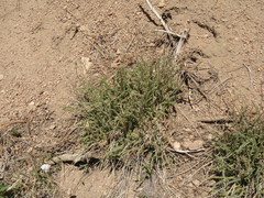 Horkeliella purpurascens