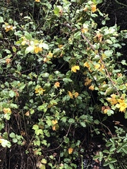 Fremontodendron californicum