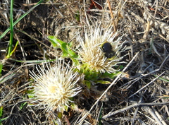 Cirsium quercetorum