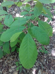 Magnolia acuminata