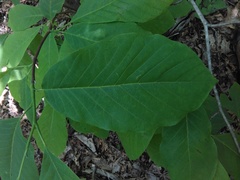 Magnolia acuminata