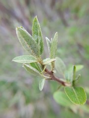 Elaeagnaceae