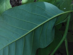 Magnolia acuminata