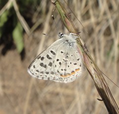 Euphilotes bernardino