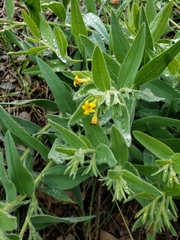 Lithospermum californicum