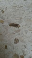 Gonodonta