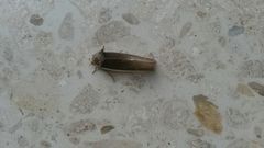 Gonodonta