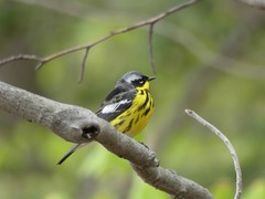 Setophaga magnolia