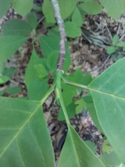 Magnolia acuminata