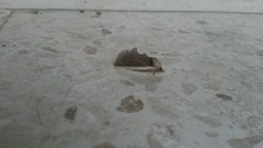 Gonodonta