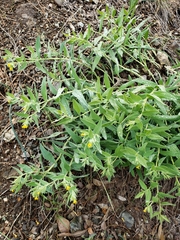 Lithospermum californicum
