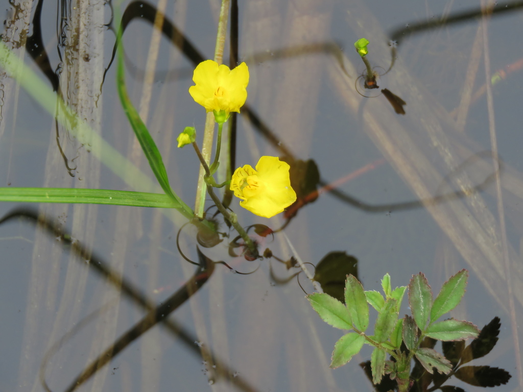 Utricularia intermedia Hayne 3