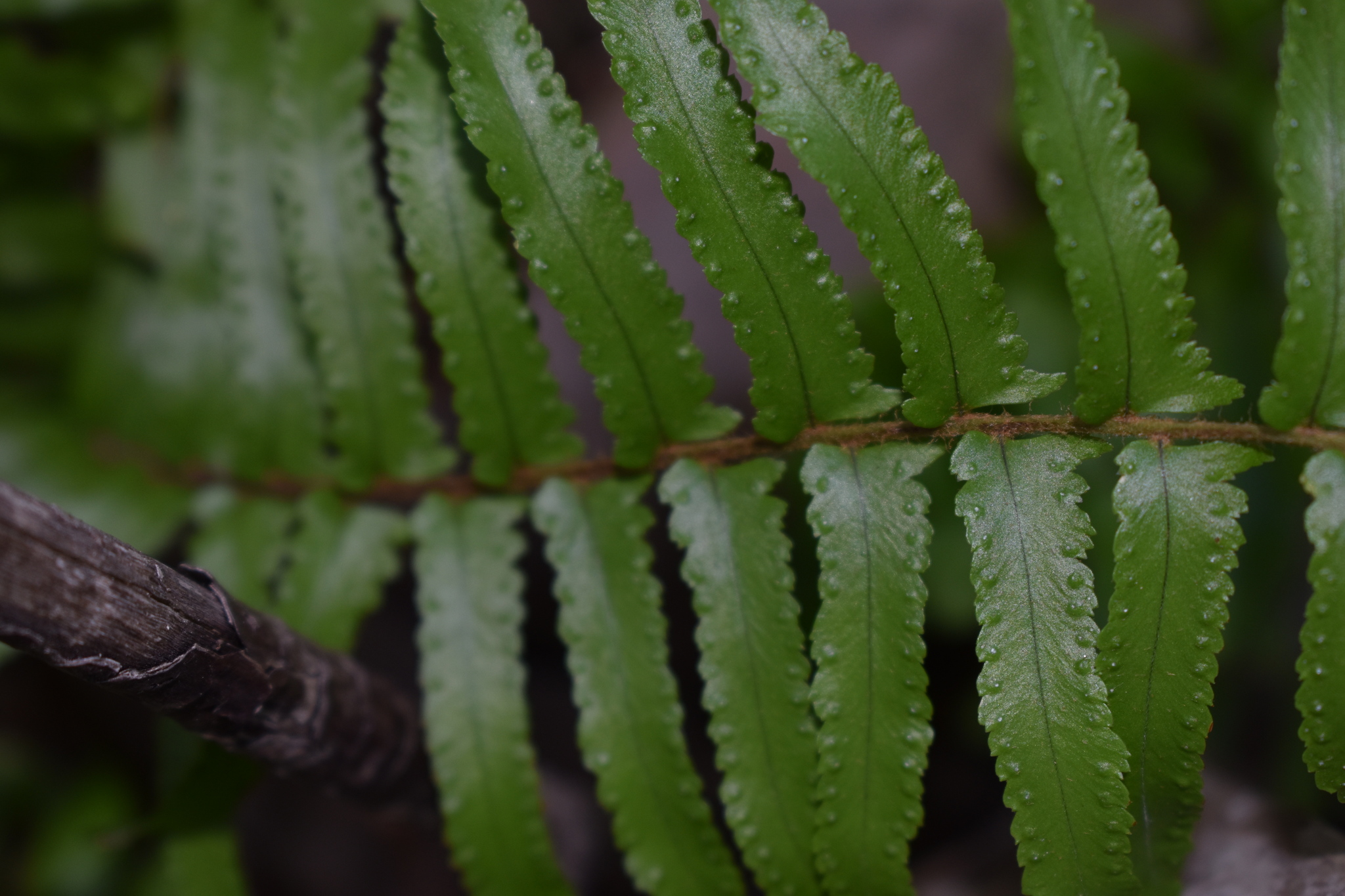 Nephrolepis exaltata ssp. exaltata