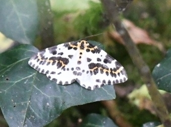 Abraxas grossulariata