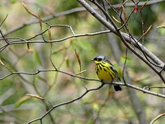 Setophaga magnolia
