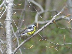 Setophaga magnolia