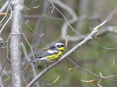 Setophaga magnolia