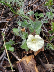 Calystegia malacophylla malacophylla