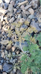 Lomatium multifidum