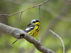 Setophaga magnolia