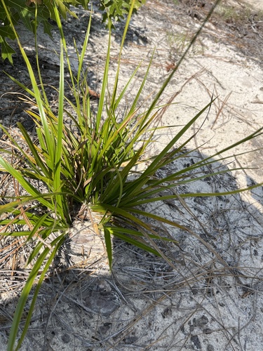 Image of Rhynchospora megalocarpa by (c) harrier, some rights reserved (CC BY)