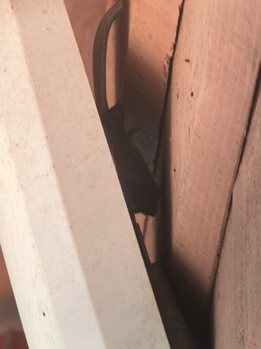 Mexican Free-tailed Bat