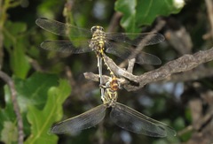 Phyllogomphoides stigmatus