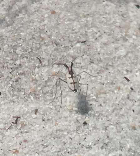 Whitish Tiger Beetle photo 2