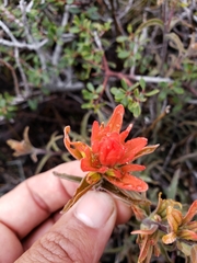 Castilleja applegatei