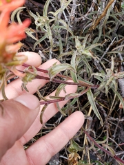 Castilleja applegatei
