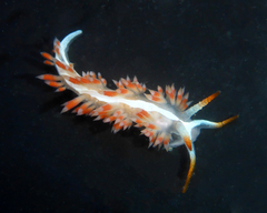 Coryphella cooperi