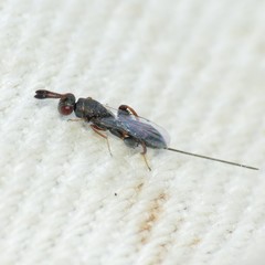 Podagrion