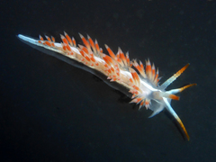 Coryphella cooperi