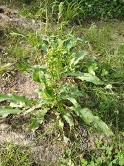 Rumex crispus
