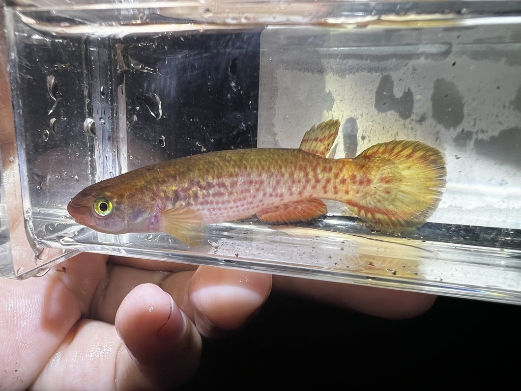 Isthmian killi (Cynodonichthys isthmensis) — Rivulidae