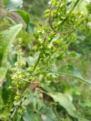 Rumex crispus