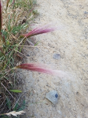 Elymus multisetus