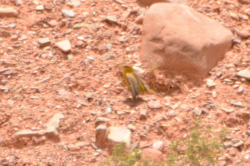 Greenish Yellow Finch (Sicalis olivascens), photo 5